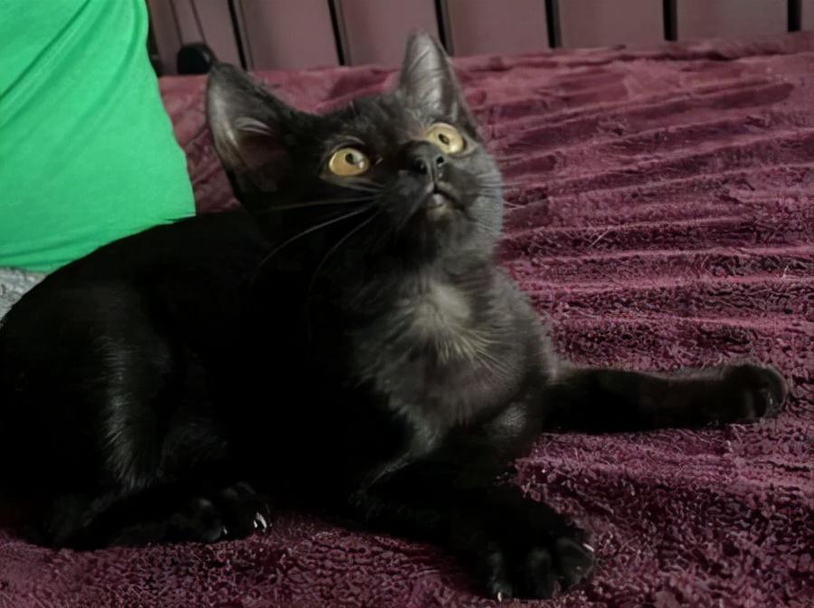 佛罗里达州的猫事件是什么