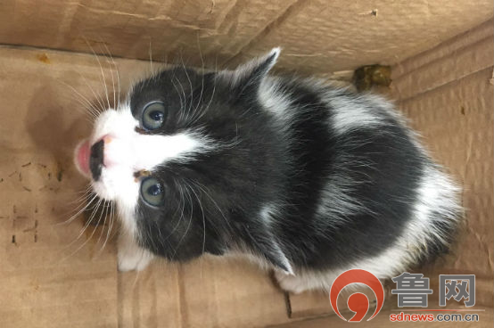 可以偷偷带猫上火车吗