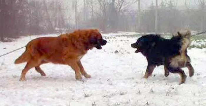 高加索犬和藏獒谁厉害
