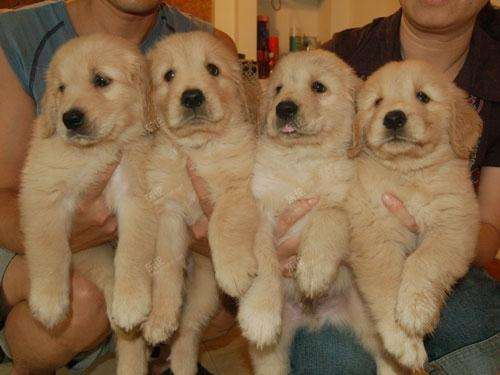 纯种金毛幼犬怎么分辨真假