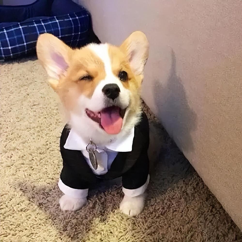 威尔士柯基犬多少钱一只