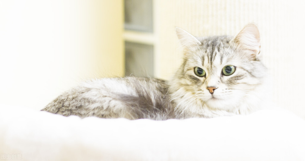 营养舒化奶猫可以喝吗