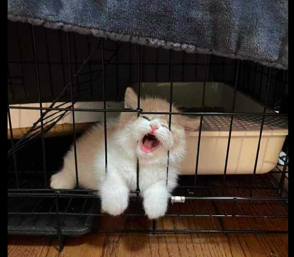 宠物猫笼子图片大全