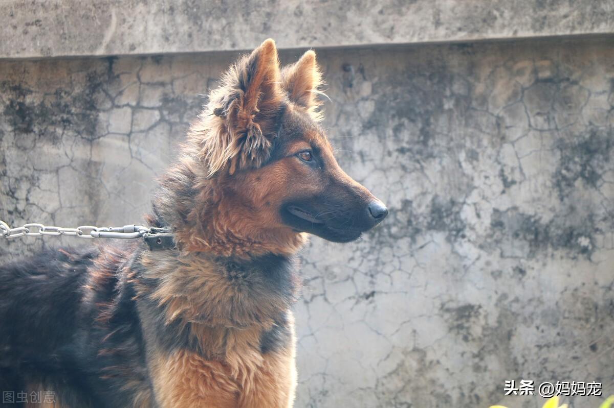 德牧幼犬多少钱一只