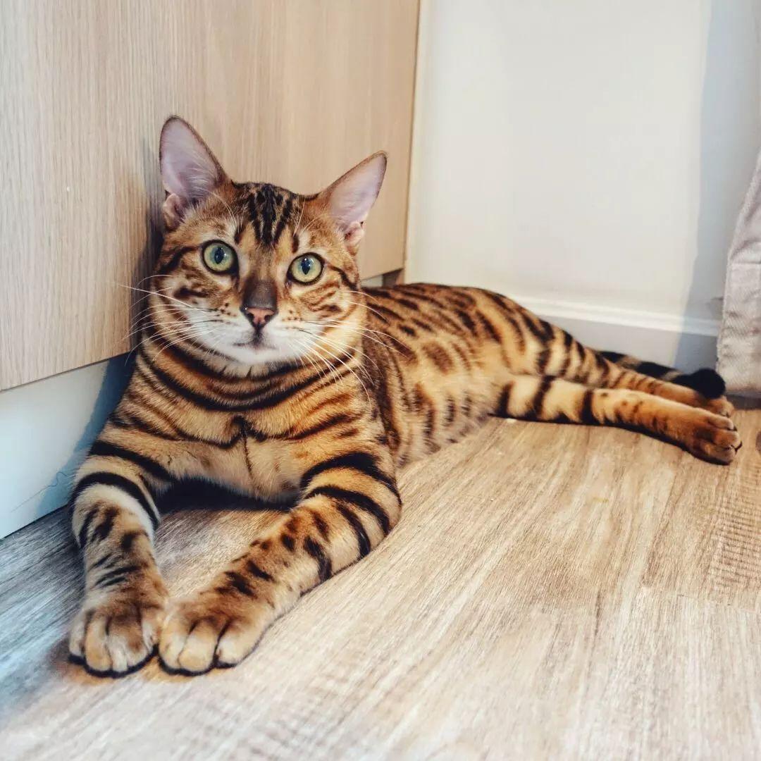 孟加拉豹猫好养吗