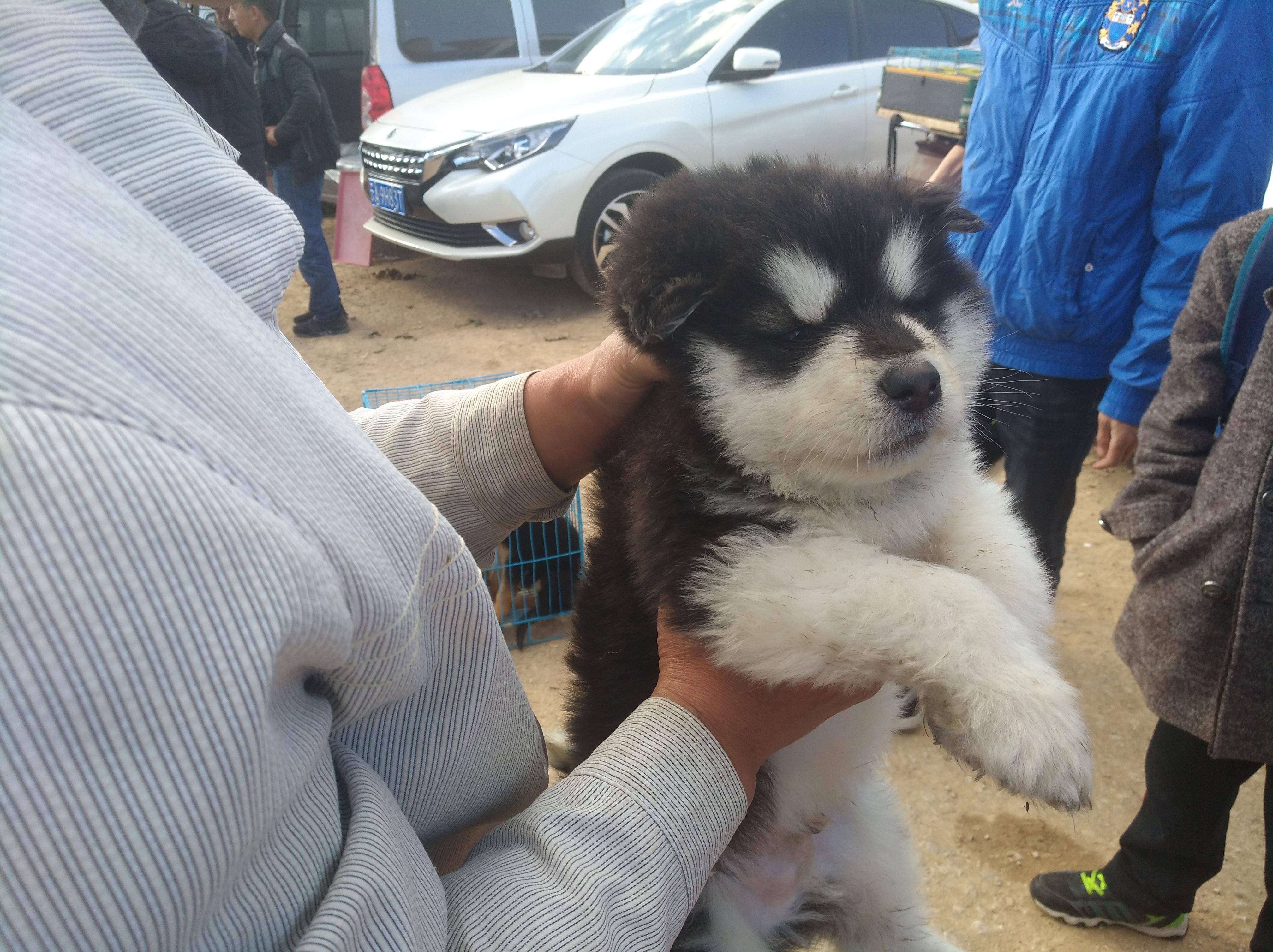 纯种阿拉斯加犬多少钱一只