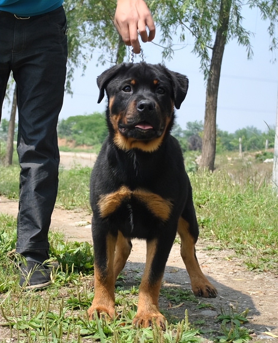 罗威士梗犬多少钱一只