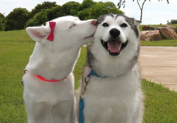 狗是怎么交流配的多久时间