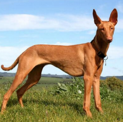 法老王猎犬是哪个国家的