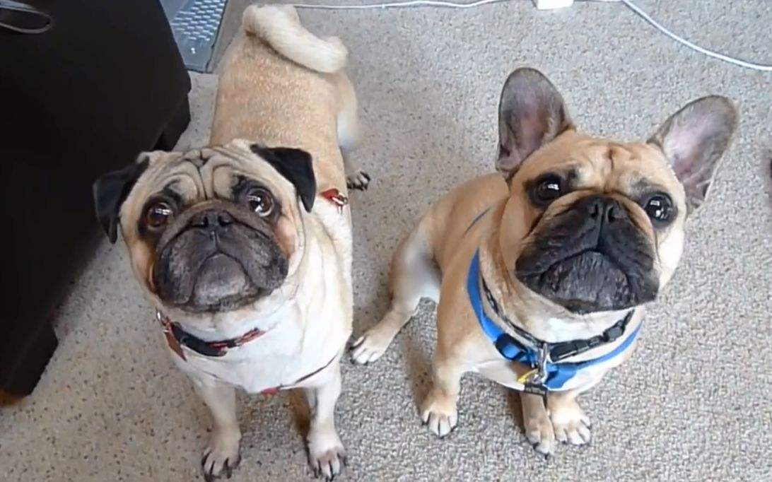 八哥和斗牛犬是什么关系