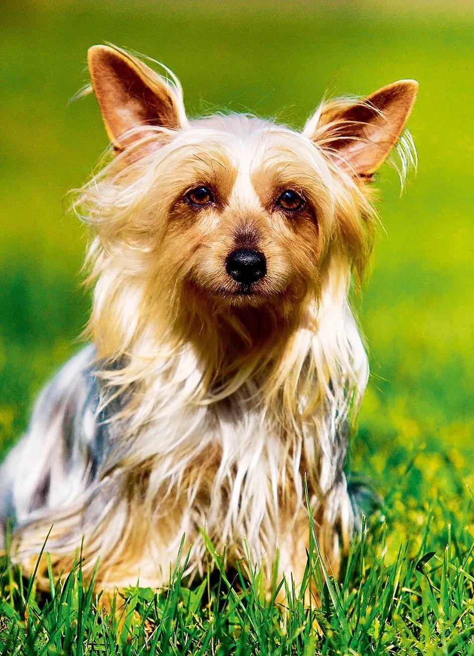 澳大利亚梗犬智商排第几