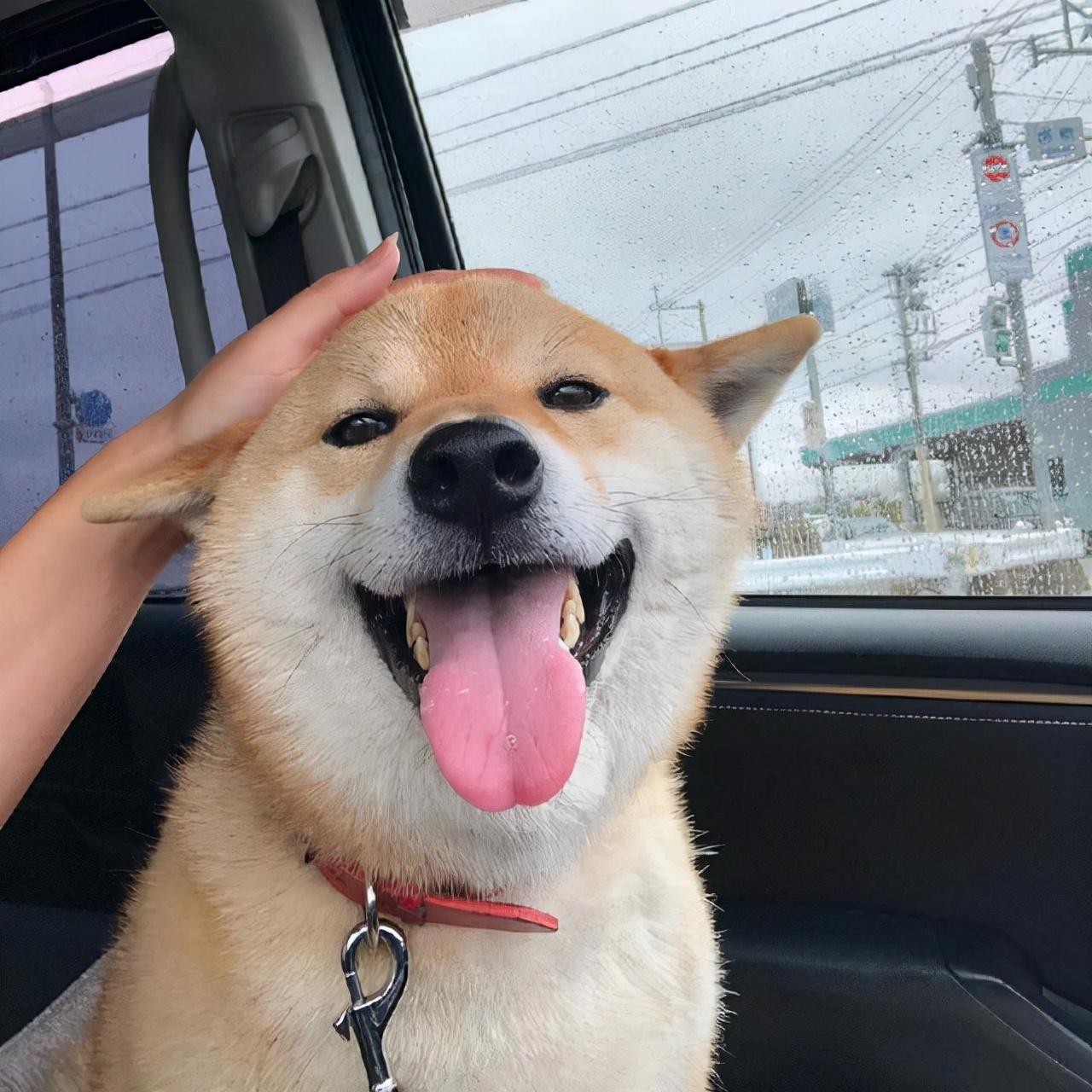 柴犬性格怎么样