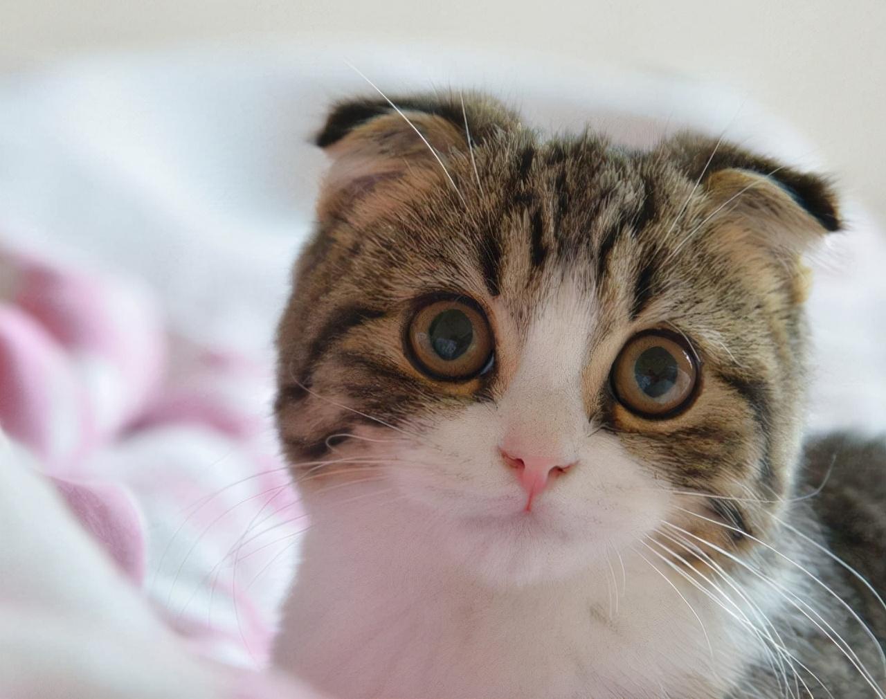 猫折耳会有什么影响