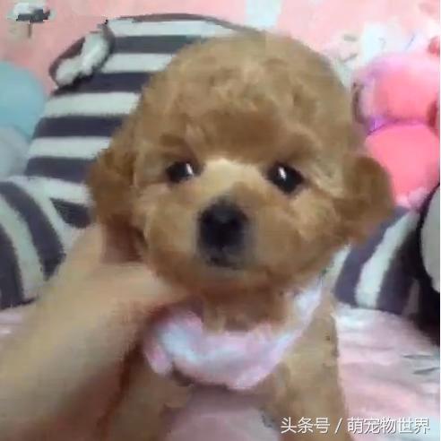 小体泰迪两三个月应该什么样子