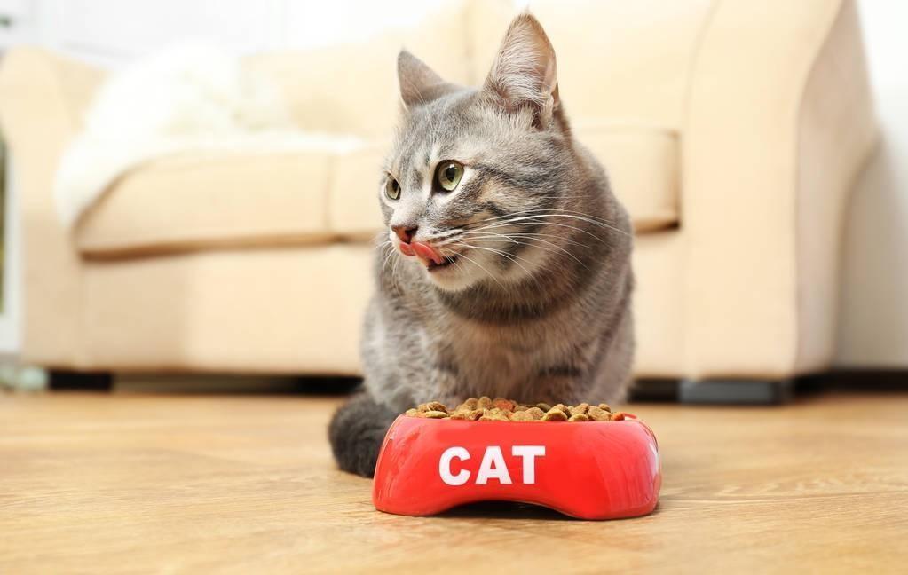 怀孕的猫咪贫血吃什么