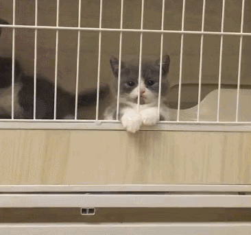 火车带宠物猫需要什么手续