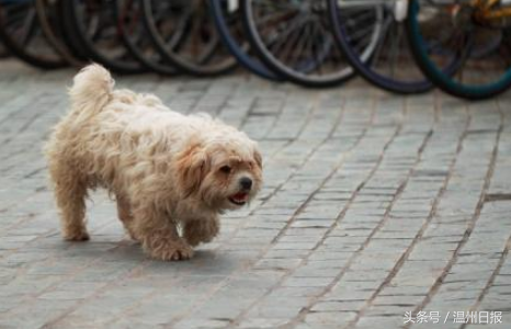 瑞安流浪猫领养中心