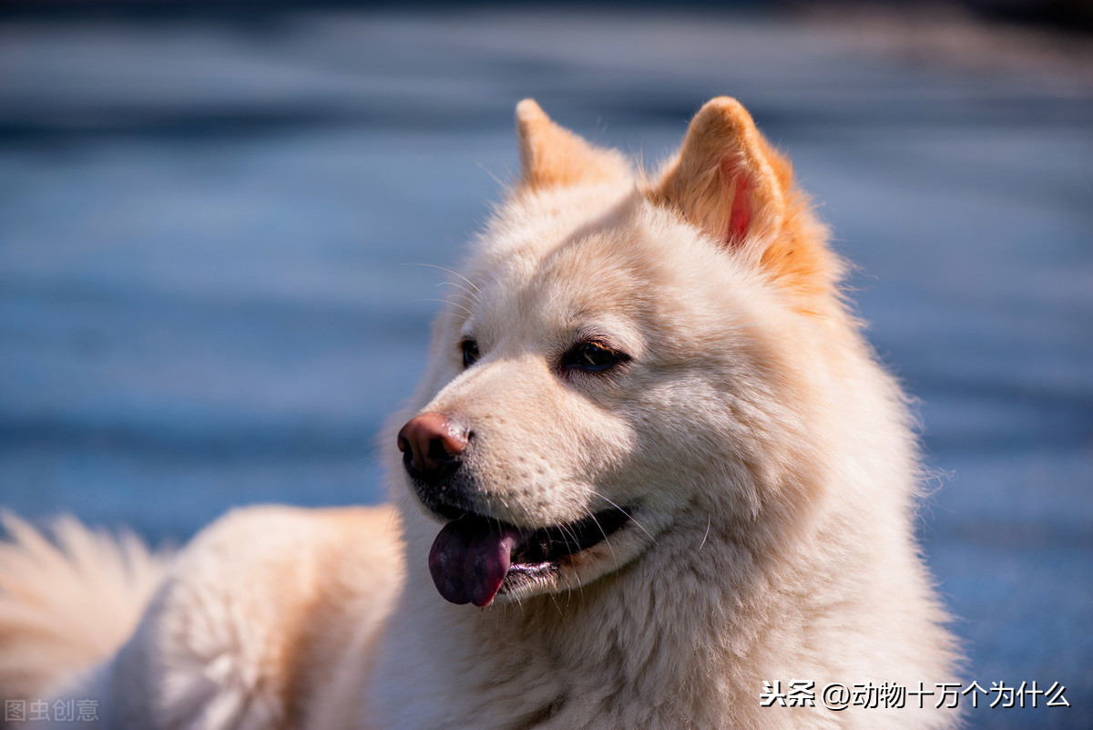 犬瘟后遗症有哪些症状