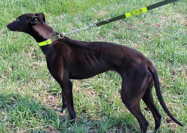 灵缇犬与细狗的区别