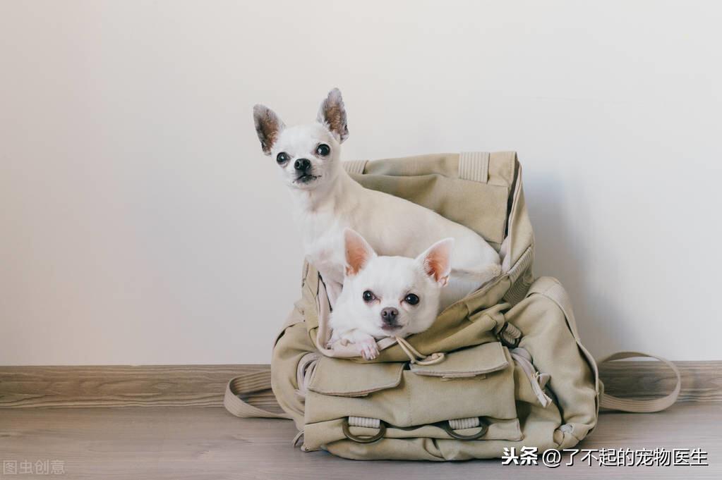 狗狗突然夜间不睡反常一直要出去