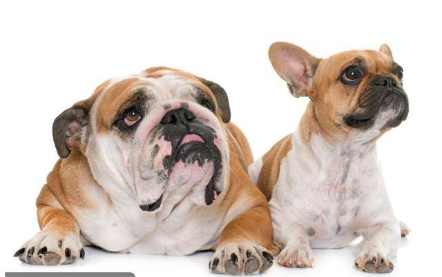 法国斗牛犬好养吗