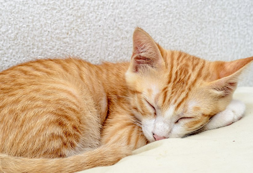 小猫肚子咕噜咕噜叫是怎么回事儿