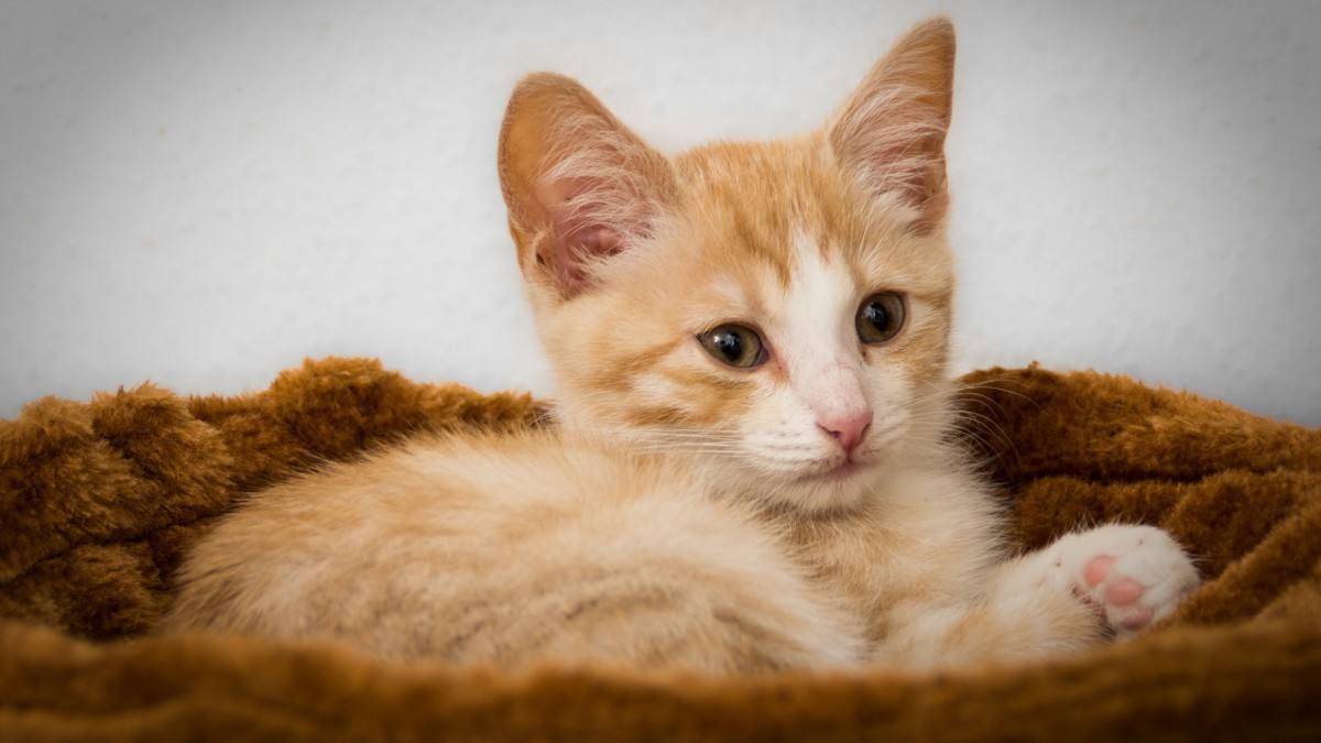 猫咪体外驱虫几天可以洗澡