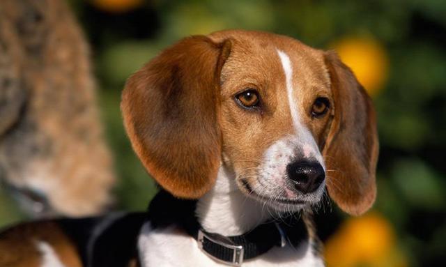 什么狗的嗅觉最灵敏