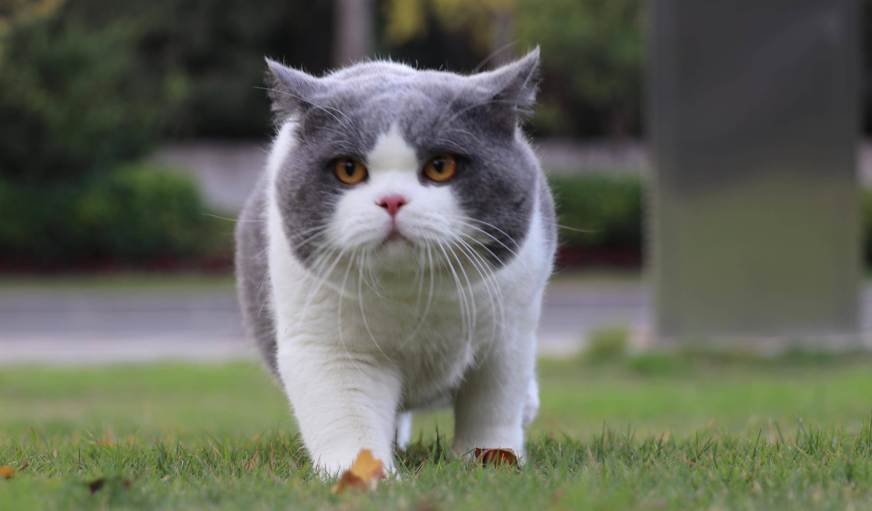 全身灰色的猫是什么品种