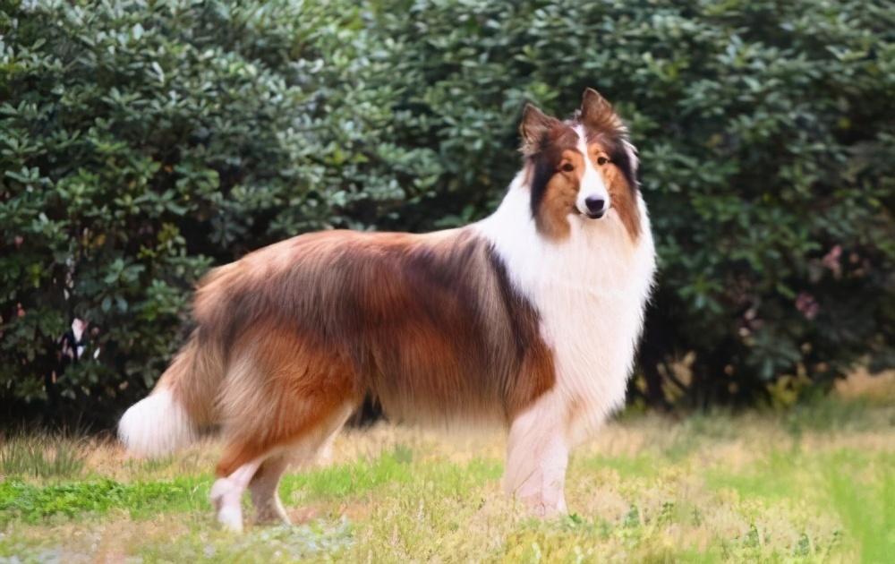 高加索牧羊犬禁养吗