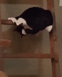 养奶牛猫是怎样一种体验和感受