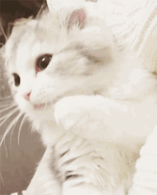 山东狮子猫的价格多少钱一只