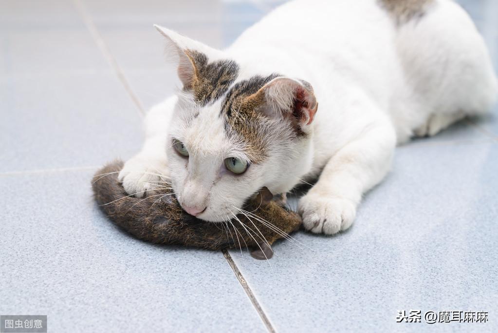 可以一直喂猫粮吗