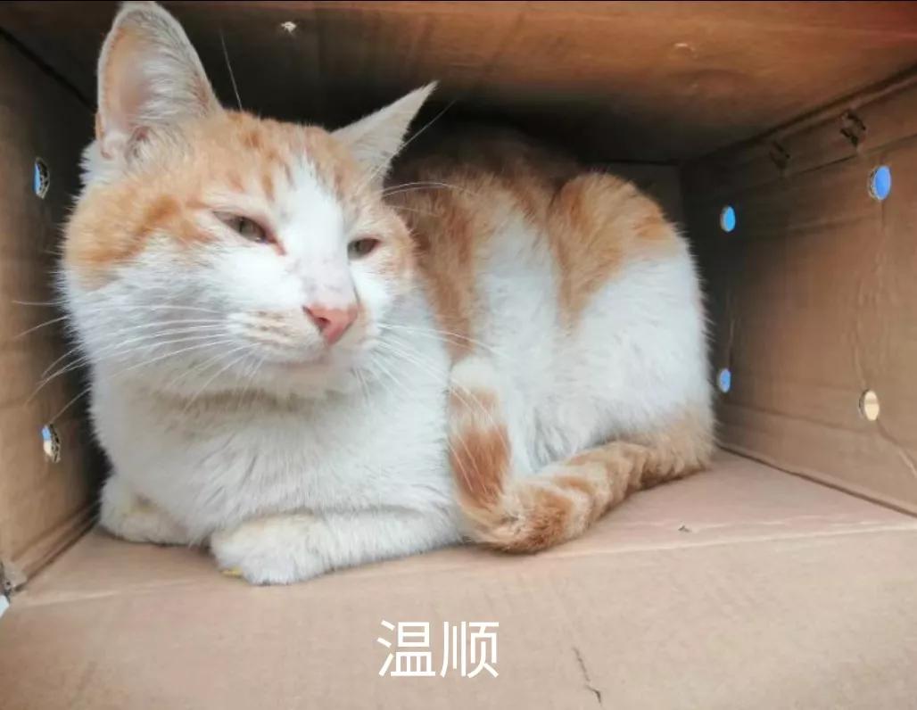 猫咪是做什么工作的