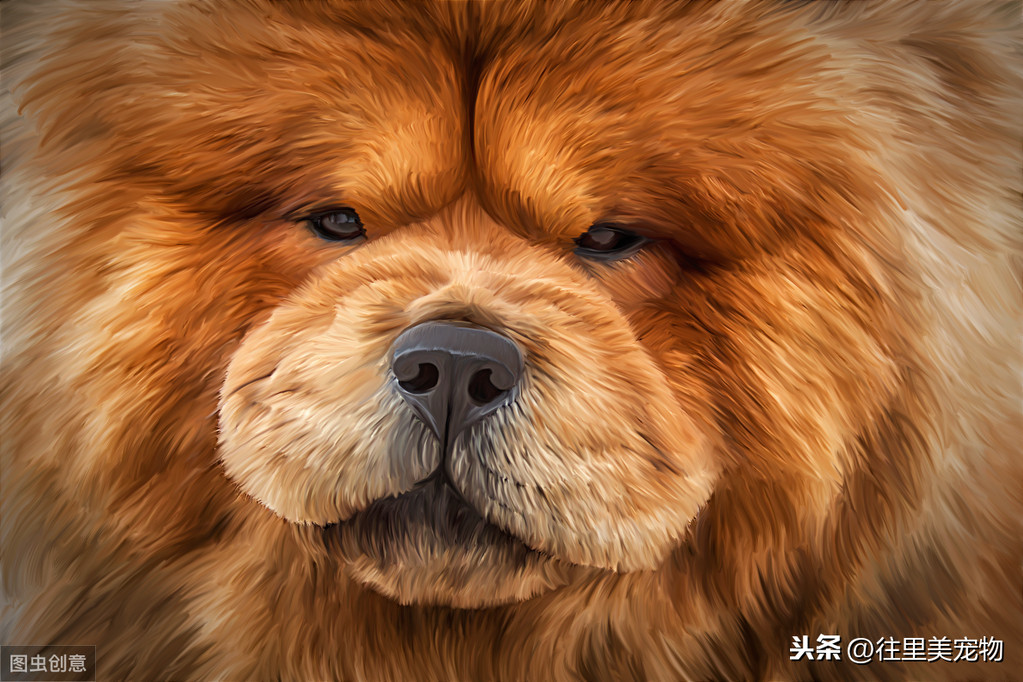 松狮是哪个国家的犬种