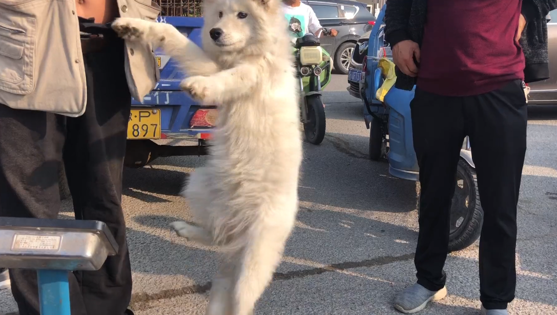 成年萨摩耶犬多少钱一只