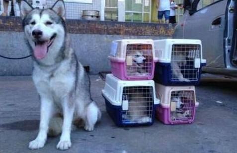 宠物狗大巴车怎么托运