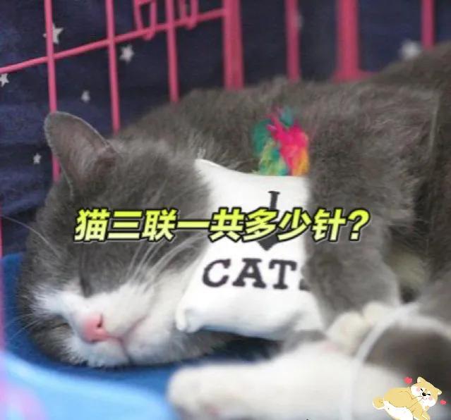 给猫打疫苗要多少钱