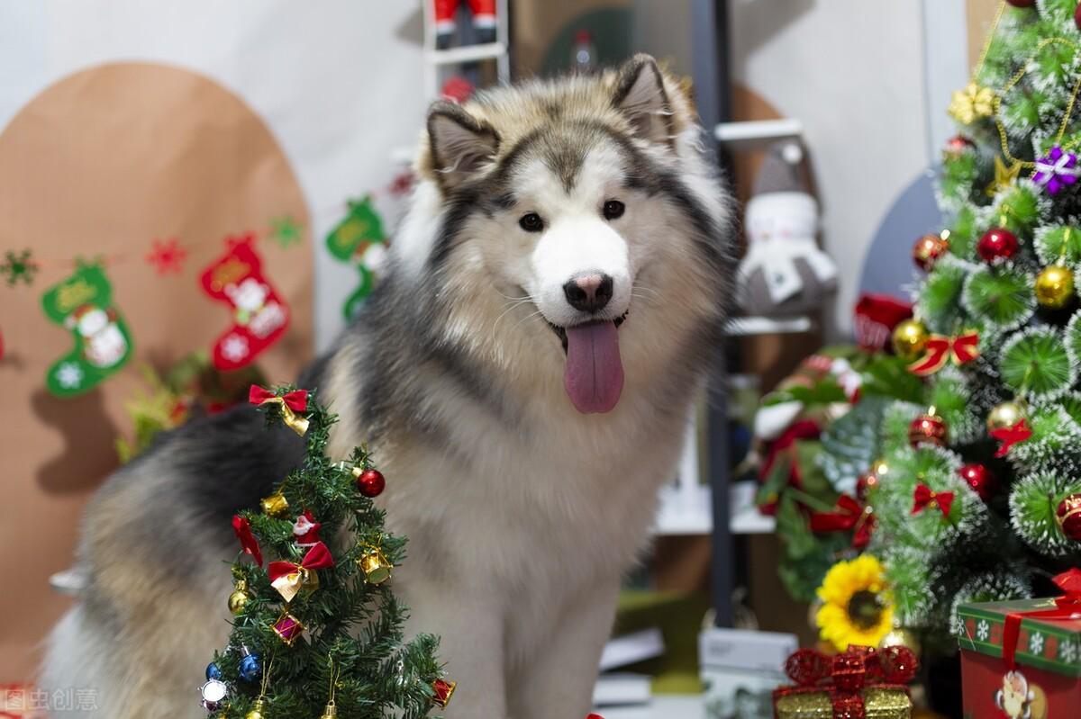 狗狗月经要几天干净