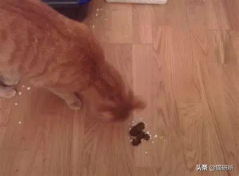 猫为什么会乱拉屎