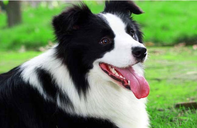 边牧犬都是大型的吗