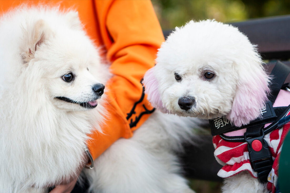 比熊和博美更适合新手养哪个