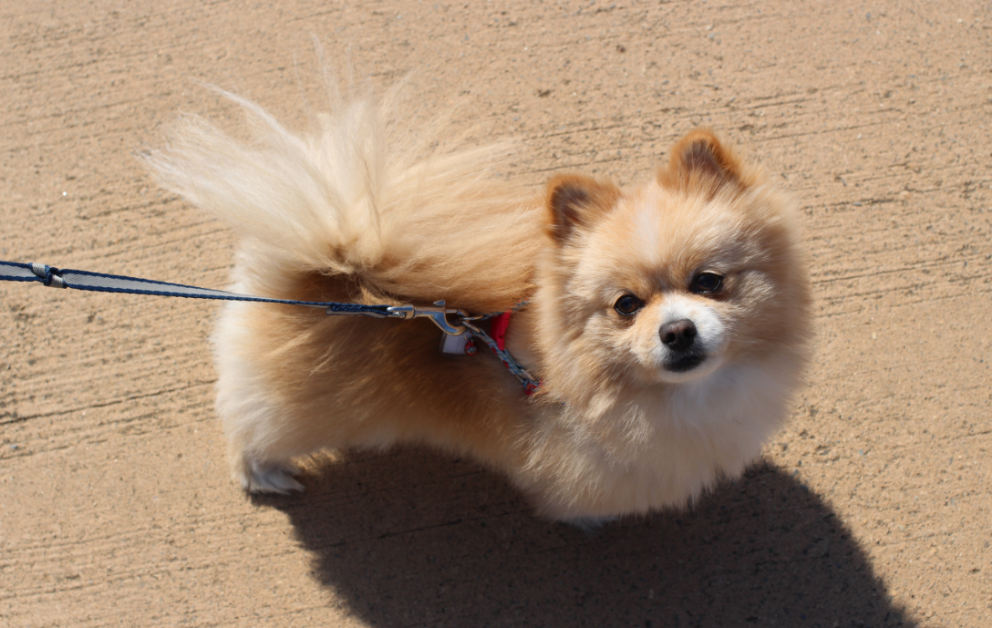 博美真的不好养吗