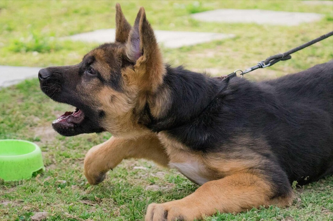 养一只东德牧羊犬是什么体验