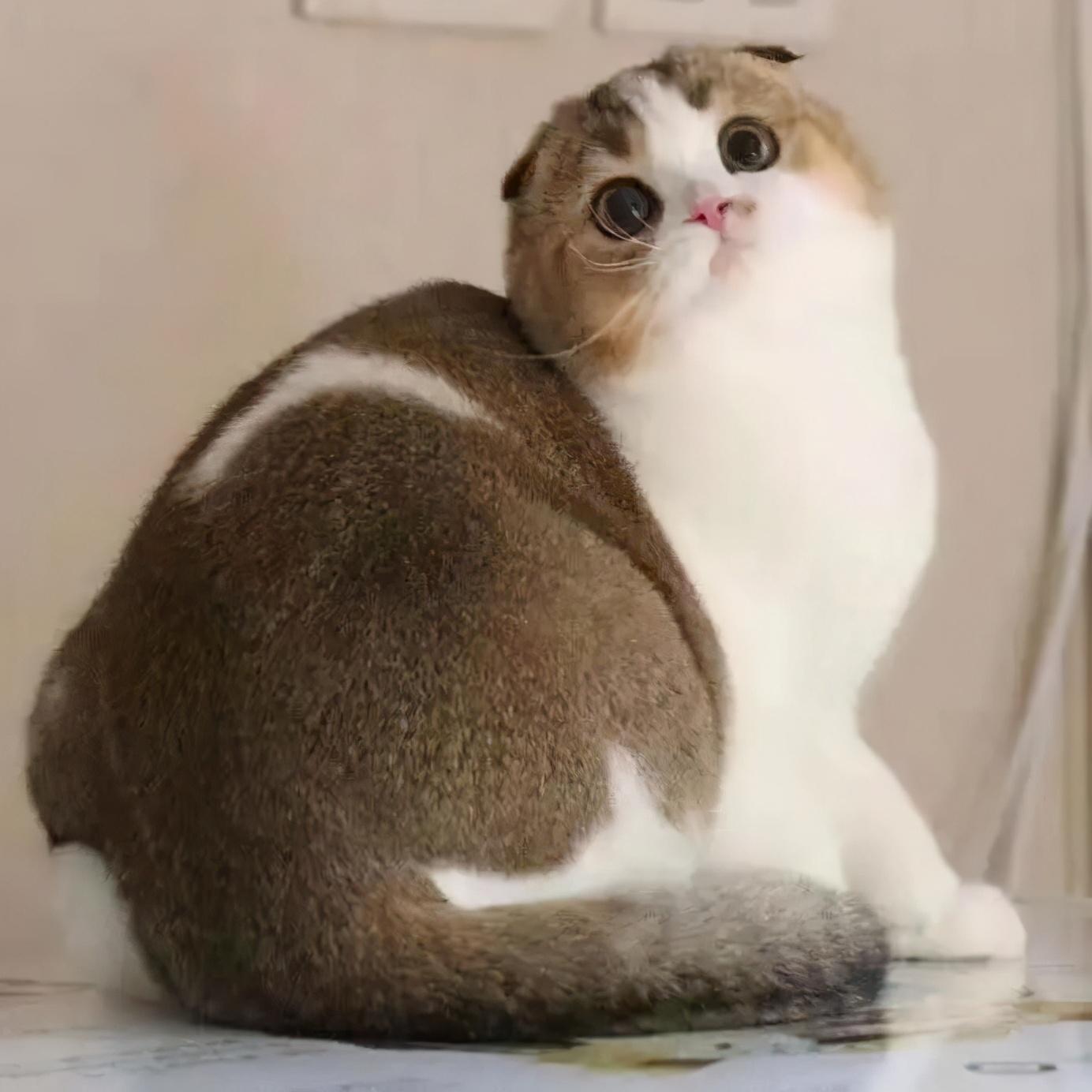 怎么判断是不是高地猫的品种