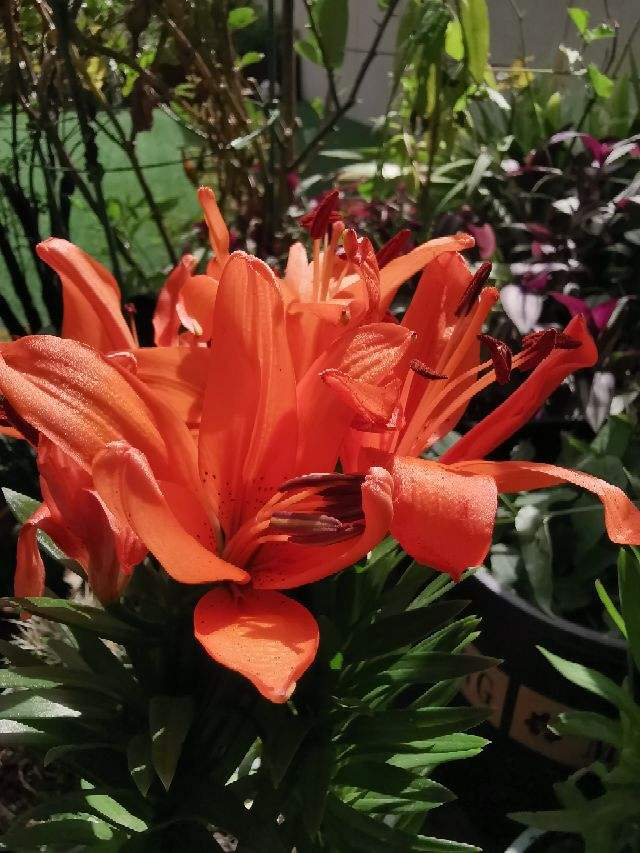 水仙百合对猫有毒吗