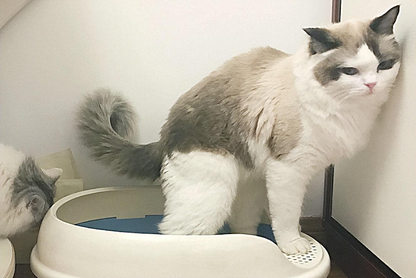 猫咪尿不出来能自愈吗