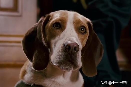 超能狗的电影叫什么名字