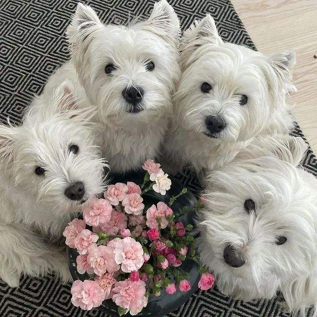 为什么不建议养西高地