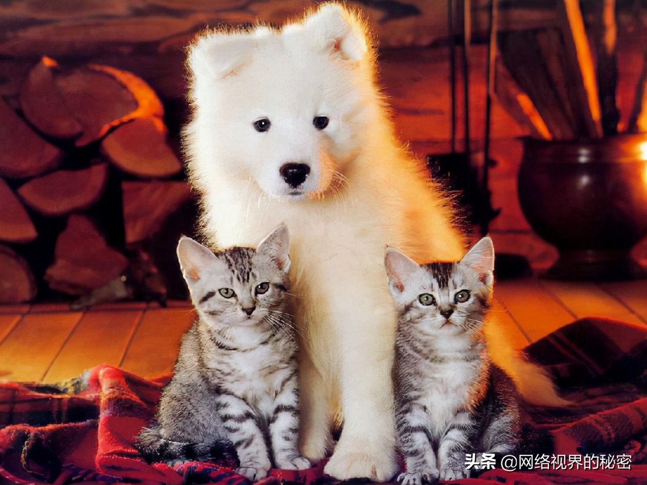 微商的猫能买么